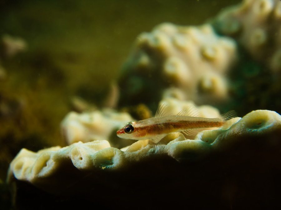 Marine life of the New Caledonia lagoon