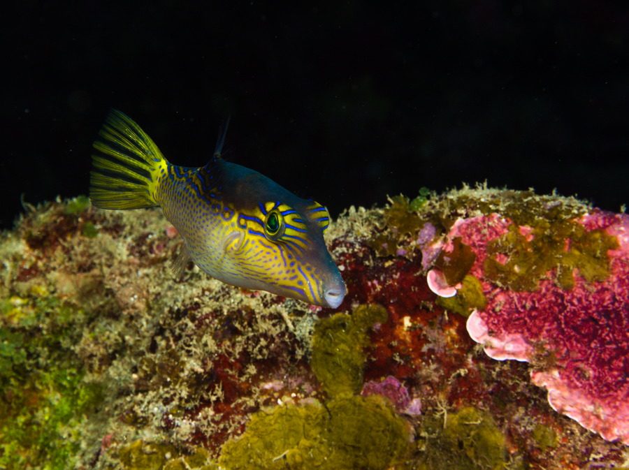Reef and fish of the Nouméa lagoon
